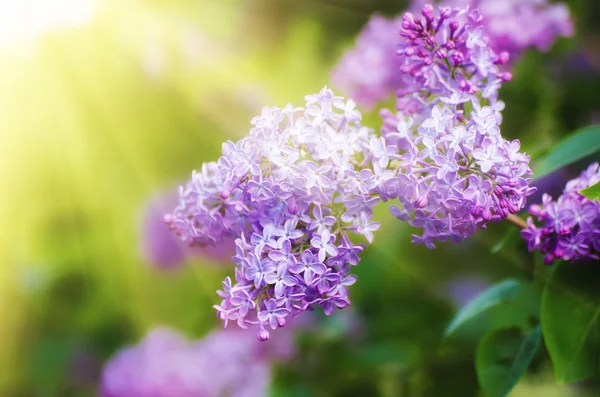 Branche de fleurs lilas — Photo