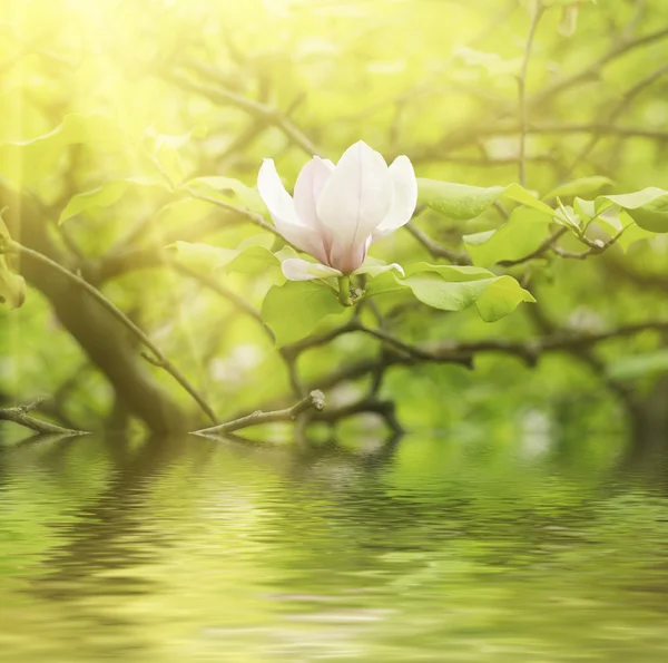 Magnolia bahar çiçekleri — Stok fotoğraf