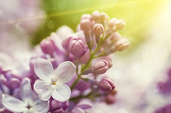 Lilac flowers background — Stock Photo, Image