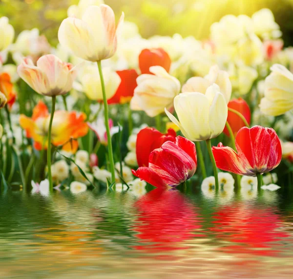 Κόκκινα και άσπρα λουλούδια τουλίπας — Φωτογραφία Αρχείου