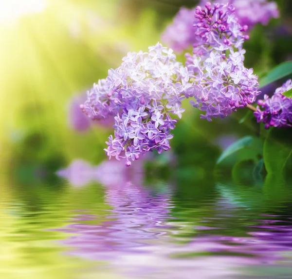 Branch of lilac flowers — Stock Photo, Image