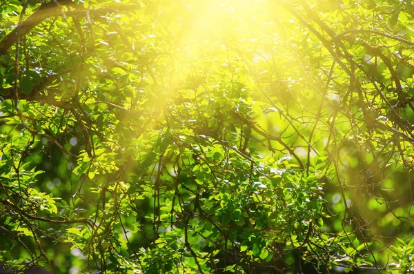 Solgröna blad — Stockfoto