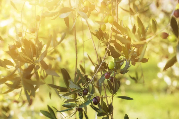 Olivträd med frukter — Stockfoto