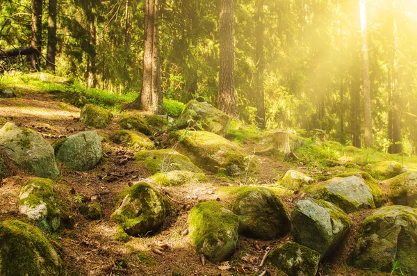 Nordskandinavisk skog — Stockfoto