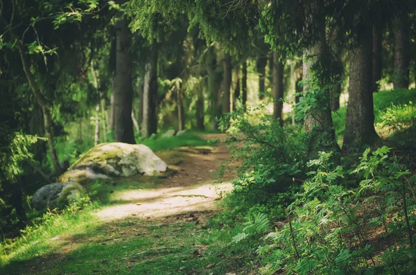 Nordskandinavisk skog — Stockfoto