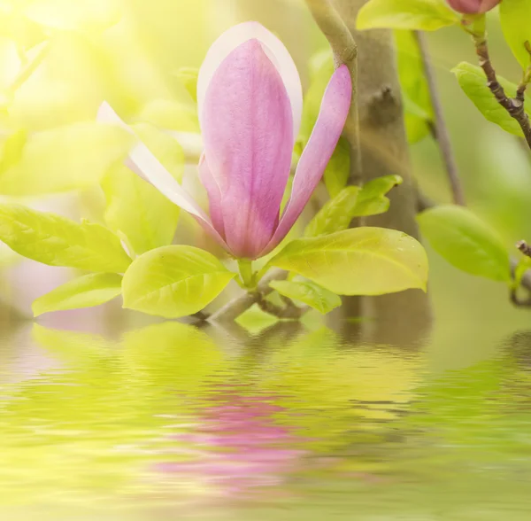 Magnolia flores de primavera —  Fotos de Stock