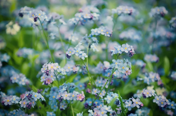 Forget-me-not bloemen achtergrond — Stockfoto