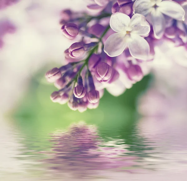 Förgrenade lila blommor — Stockfoto