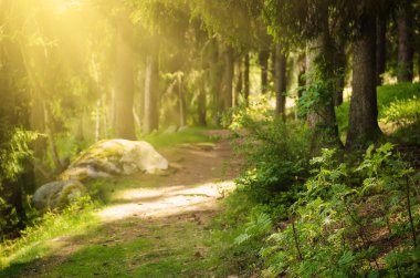 Kuzey İskandinav Ormanı