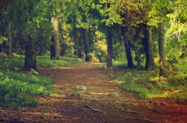 Nordskandinavisk skog — Stockfoto