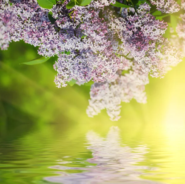 Tak van lila bloemen — Stockfoto