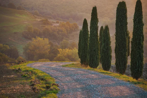 Cypresses and road — Stock Photo, Image