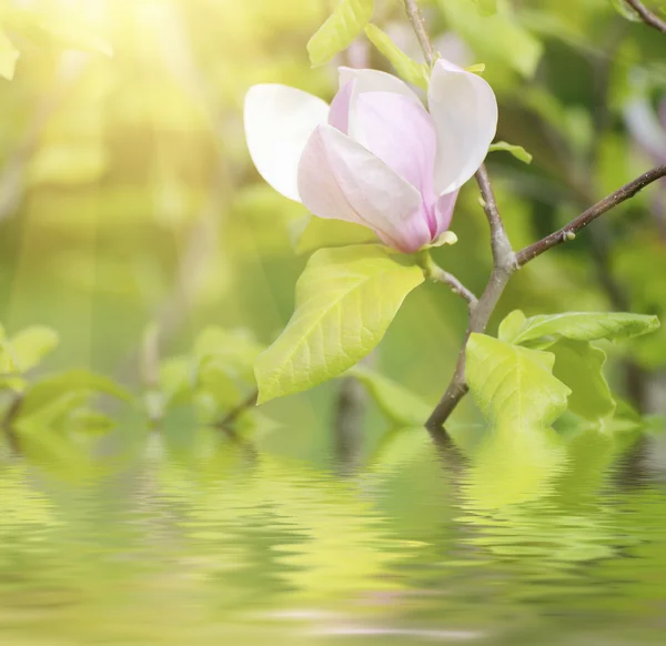 Magnolia vårblommor — Stockfoto