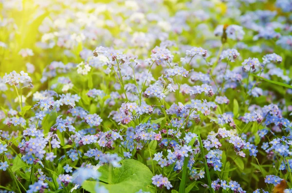 勿忘我花背景 — 图库照片