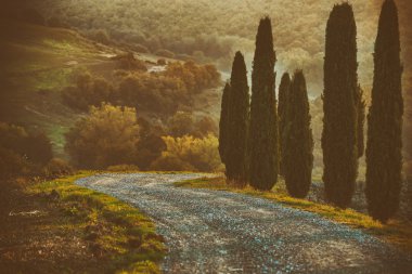 Selvi ve yol