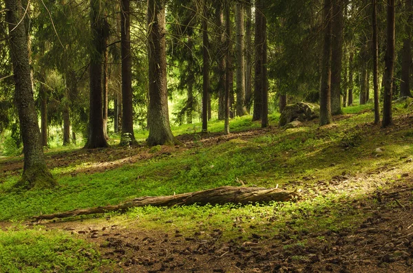 Bosque escandinavo norte —  Fotos de Stock