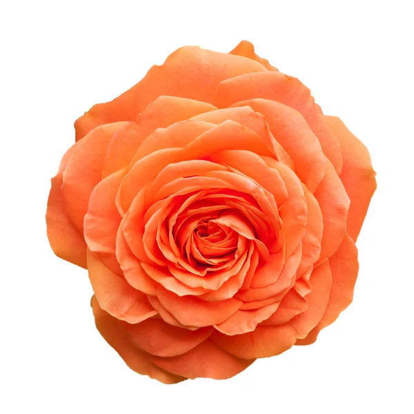 Pomarańczowy rose na białym tle — Zdjęcie stockowe