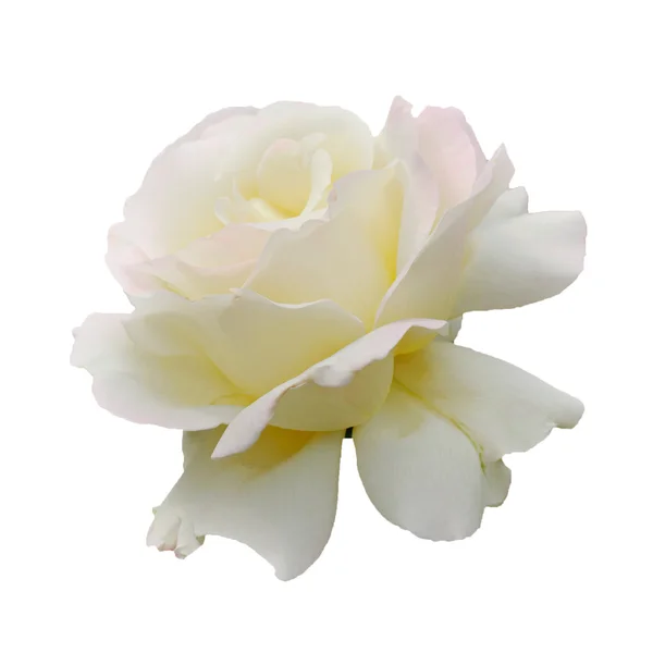 Witte roos geïsoleerd — Stockfoto