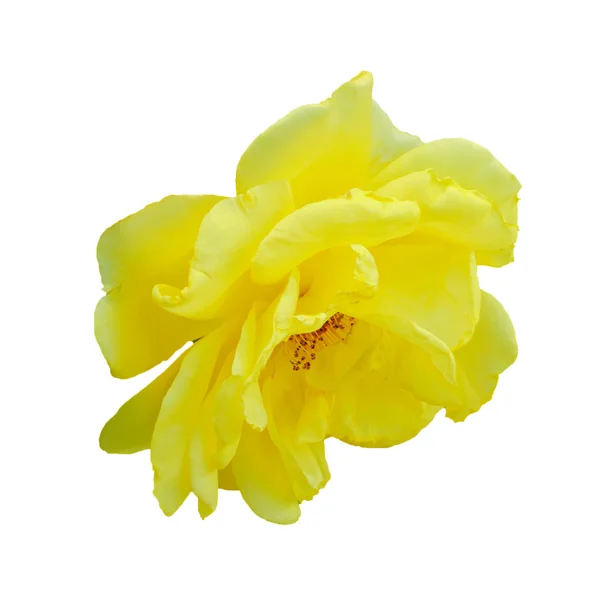 分離された黄色いバラ — ストック写真