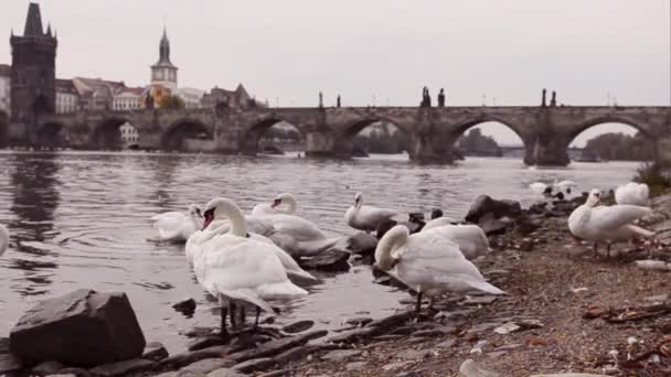 Zwanen in Praag — Stockvideo