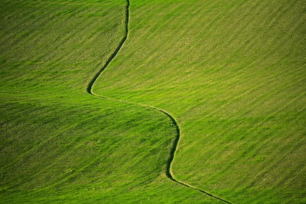 Fond de prairie vert — Photo