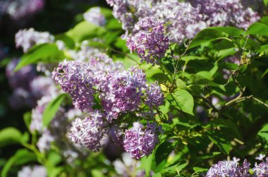 Bahar leylak çiçekleri