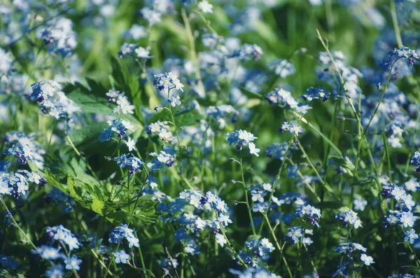 Forget-me-not flowers background — Stock Photo, Image