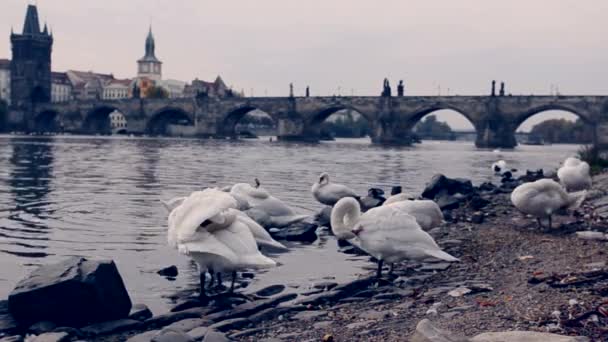 Zwanen in Praag — Stockvideo