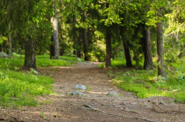 Kuzey İskandinav Ormanı