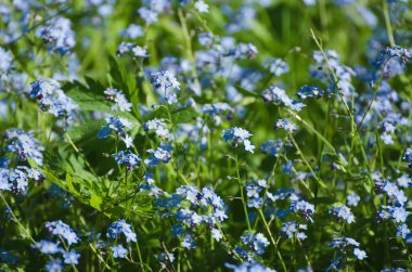 Unutma çiçek arka plan