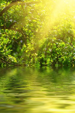 Güneşli yeşil yapraklar