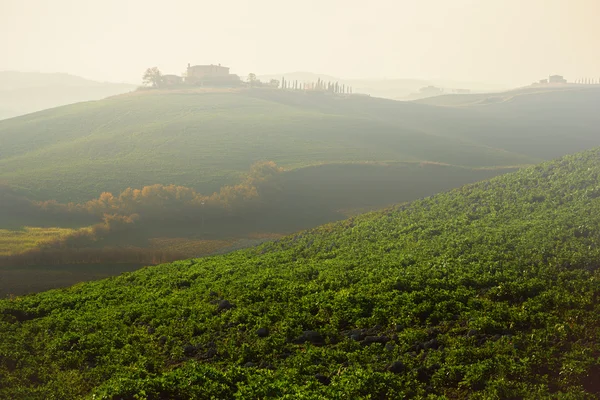 Green fields in Tuscany — Stock Photo, Image