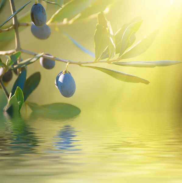 Olivträd med frukter — Stockfoto
