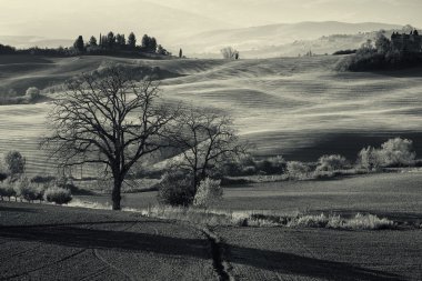 Toskana tarlaları ve ağaçları