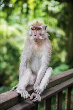 Tahta korkulukta oturan şirin maymun. Maymun Ormanı, Endonezya