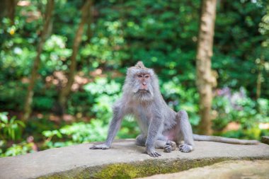 Ormanda oturan sakin yetişkin bir maymunun portresi. Maymun Ormanı, Ubud, Bali, Endonezya