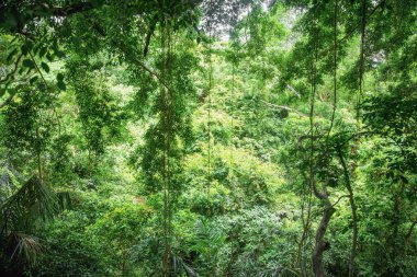 Ormanın derinliklerine bak. Maymun Ormanı, Ubud, Bali