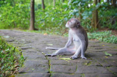 Kaldırımda oturan dalgın maymun. Orman maymunu
