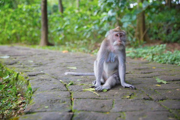 Calm Monkey Sitting Sidewalk Forest Monkey — Stock Photo, Image