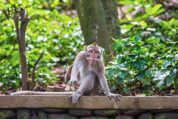 Веселая балийская обезьяна сидит на каменном парапете. Обезьяний лес, остров Бали, Индонезия
