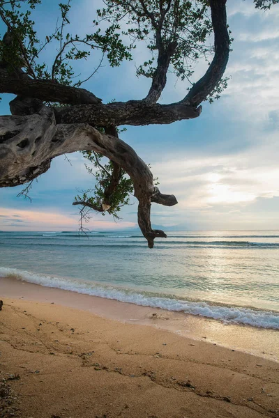 Ramo Árvore Praia Ilha Gili Trawangan Indonésia — Fotografia de Stock