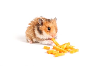 hamster oturur ve yiyor