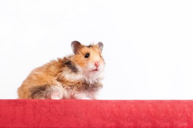 Kutunun üzerinde oturan hamster