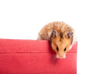 Kutunun üzerinde oturan hamster
