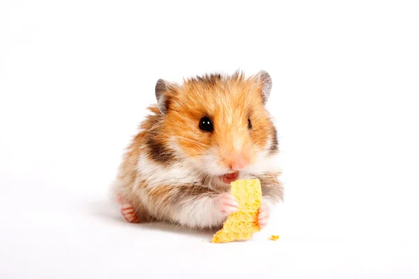 Hamster sitzt und frisst — Stockfoto