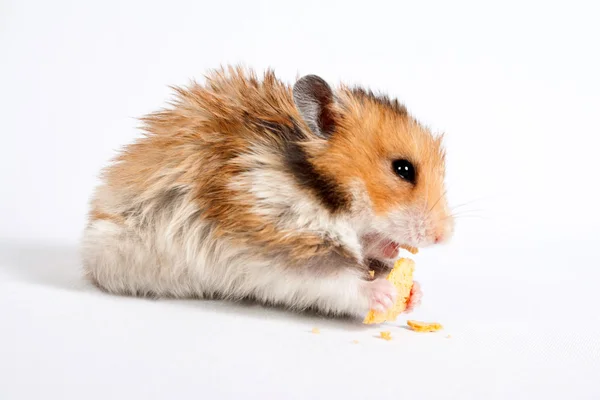Hamster oturur ve yiyor — Stok fotoğraf