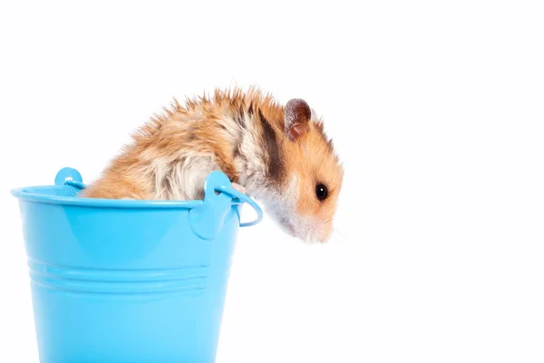 Hamster in a decorative bucket — Stock Photo, Image