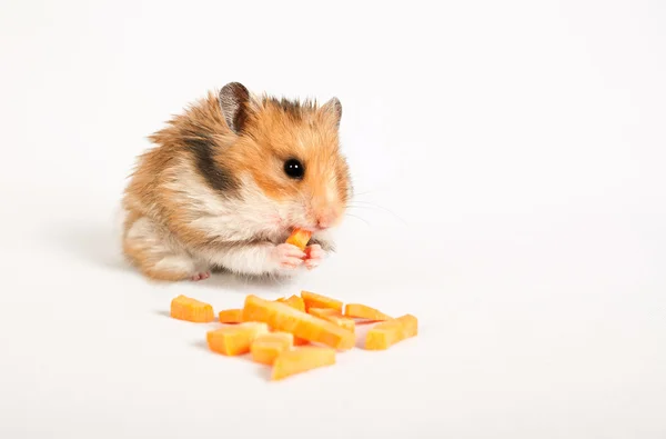 Hamster sitzt und frisst — Stockfoto