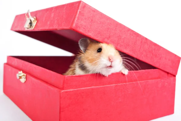 Hamster peeps out of the box — Stockfoto