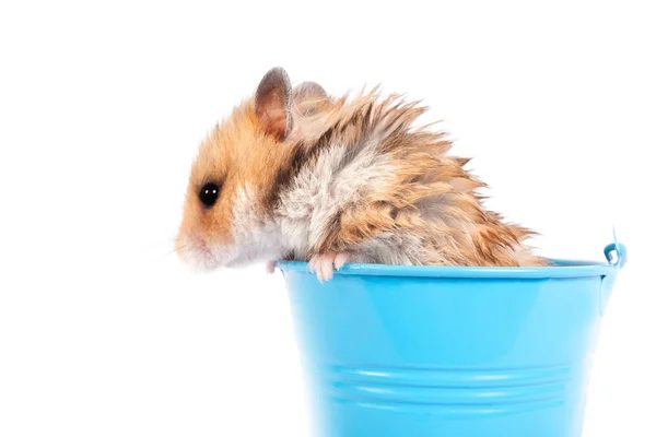 Hamster in a decorative bucket — Stock Photo, Image